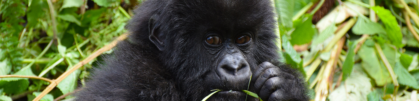 Uganda flying gorilla safari