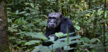 5 Days Chimpanzee and Wildlife safari