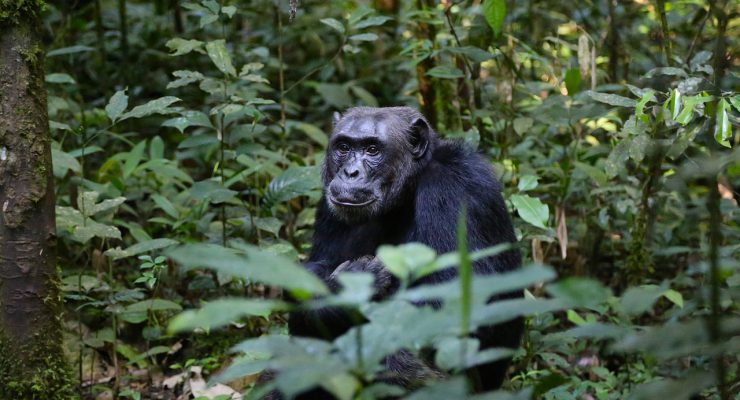 5 Days Chimpanzee and Wildlife safari