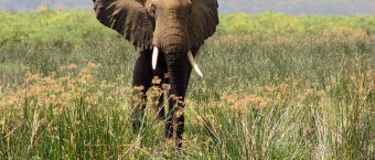 5 Days Queen Elizabeth Fly In Wildlife Safari