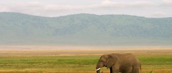 8 Days Best of Tanzania Wildlife