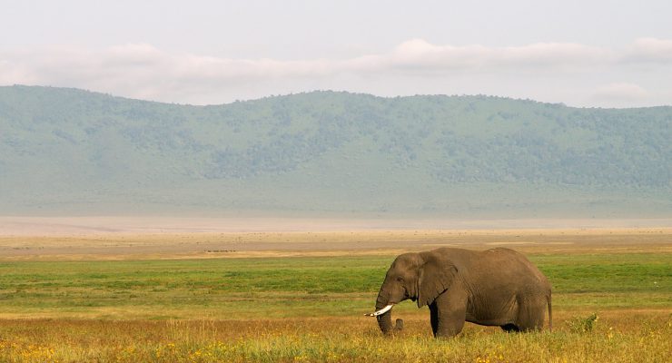 8 Days Best of Tanzania Wildlife