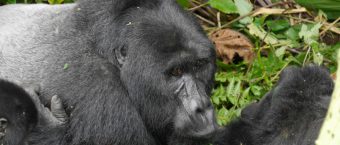 3 Days Uganda Gorilla Safari