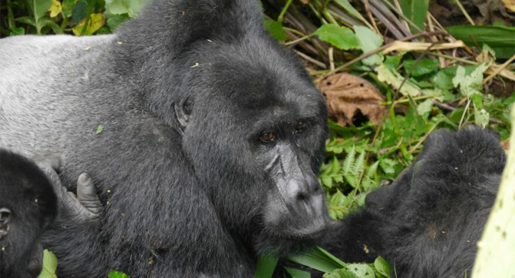 3 Days Uganda Gorilla Safari