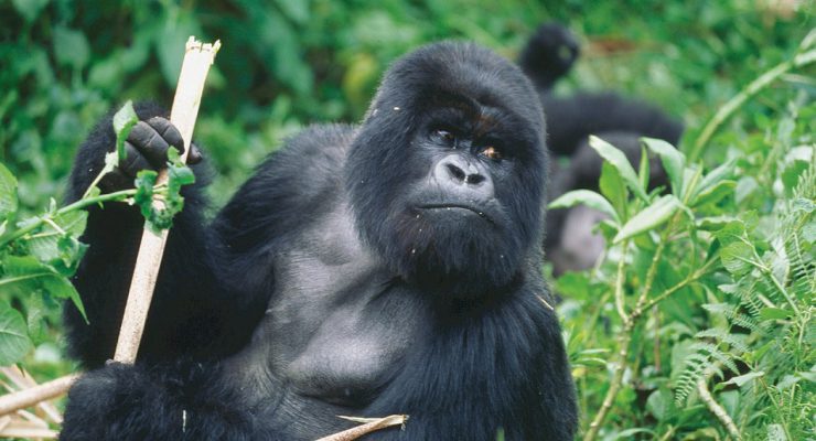 8 Days Uganda Rwanda Combined Safari